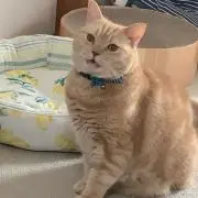 りんままの画像