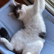 リたの画像