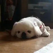 いぶぶ