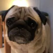 暑いの苦手 さぶちゃん