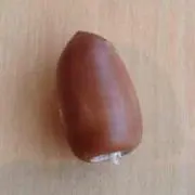 どんぐりの画像