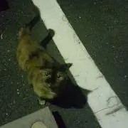TERU猫　プロフ読んでください！