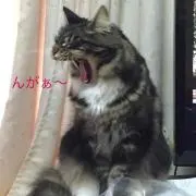 さくら
