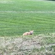 いぬの画像