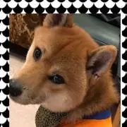小次郎の画像