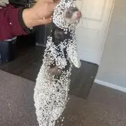 pechiの画像