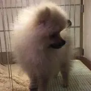 しば断捨離中の画像