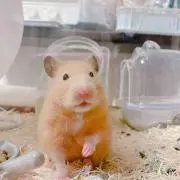 えりちょす