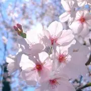 優那