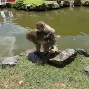 猿吉様送料込】アイムジャグラーEX 20th 白パネル パチスロ 実機