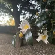 ʕ•ᴥ•ʔ