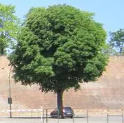 myamaの画像