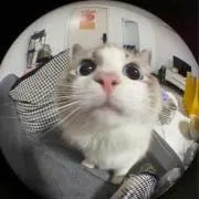 いろはすの画像