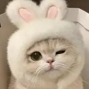 みぃーちゃろ☆の画像