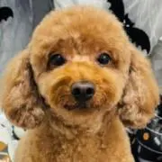 ✴️ピ丿ナッツ✴️の画像