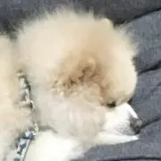 Leoの画像