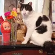 サムコの画像