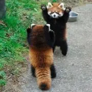 ぴーすけ