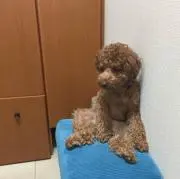 フルール