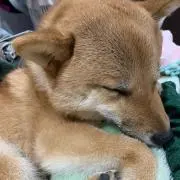 Ninjajemiの画像