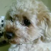 かず