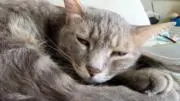 蟻の戸渡の画像
