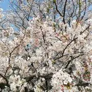 さくらの画像