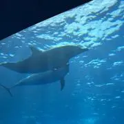 Mimaの画像