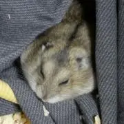 ハムハーム