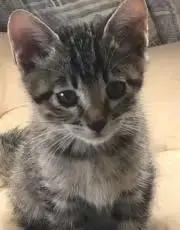 ninorinの画像