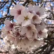sanaの画像