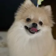 あいちゃんの画像