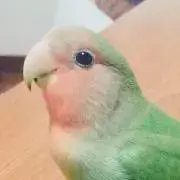 ぽんの画像