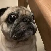 yellowpugの画像