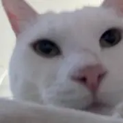 Aーchの画像