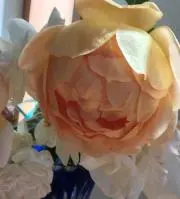 なおの画像