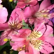 ぴっぴ♡即購入OK