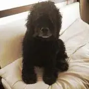 ヤイチの画像