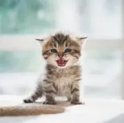 ヒデ