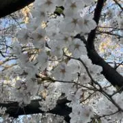 雲ちゃんの画像