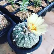 でこまわしの画像