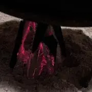 たろの画像
