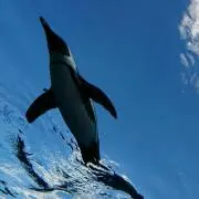 なこちの画像