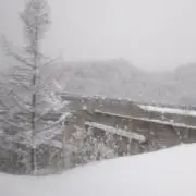 ズイ