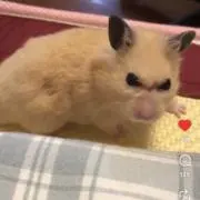 ロコの画像