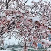 富安の画像