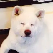 あんこの画像