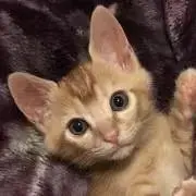 にゃーごん