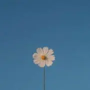 soynの画像