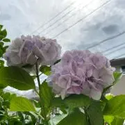kor
